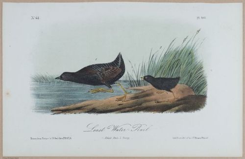 Least Water-Rail - i18482