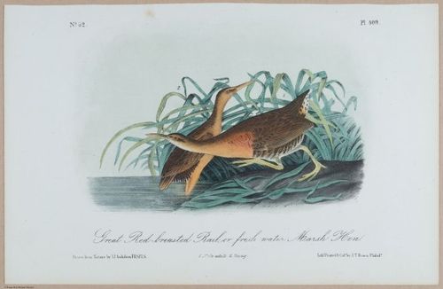 Red-Breasted Rail, or Freshwater Marsh Hen - i18483