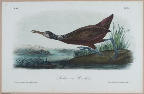 Scolopaceous Courlan - i18485