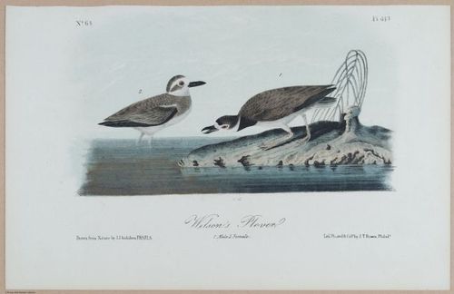 Wilson's Plover - i18486
