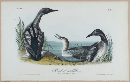 Black-throated Diver - i18489