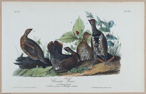 Canada Grouse - i18498