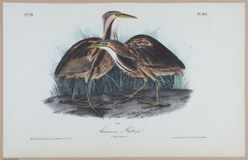 American Bittern - i18499
