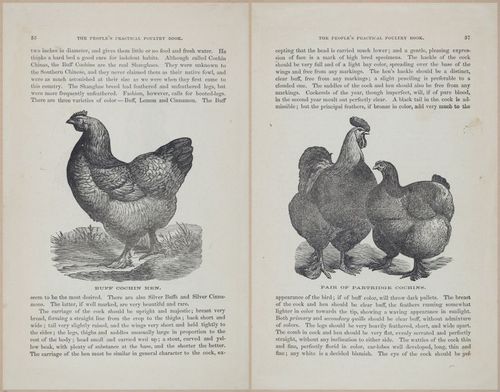 E400 - Practical Poultry Book - 1871 - 16713-16715