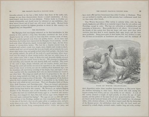 E400 - Practical Poultry Book - 1871 - 16716-16717