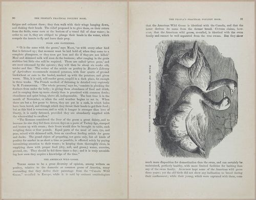 E400 - Practical Poultry Book - 1871 - 17076-17077