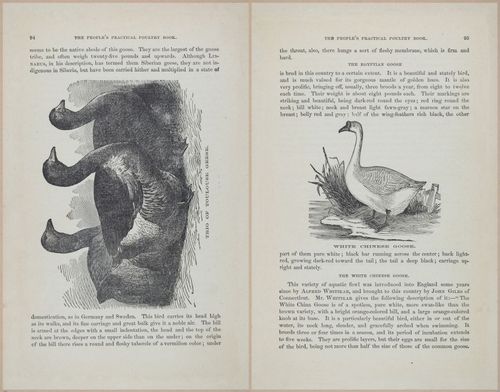 E400 - Practical Poultry Book - 1871 - 17080-17081