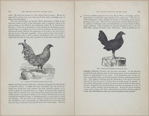 E400 - Practical Poultry Book - 1871 - 17154-17155