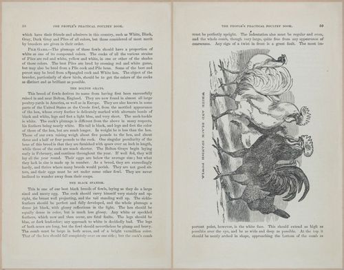 E400 - Practical Poultry Book - 1871 - 17044-17045