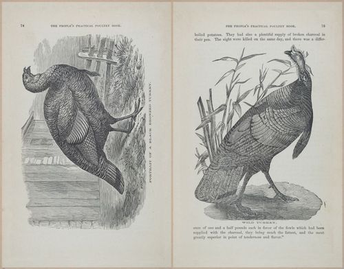 E400 - Practical Poultry Book - 1871 - 17060-17061