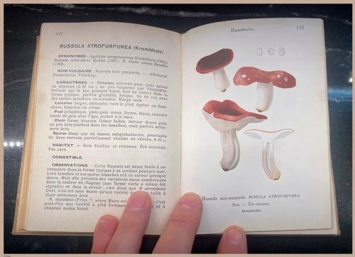 E409 - Les Champignons - i7082