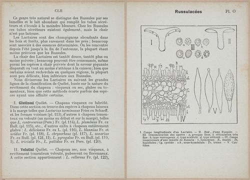 E409 - Les Champignons - i19318-19319