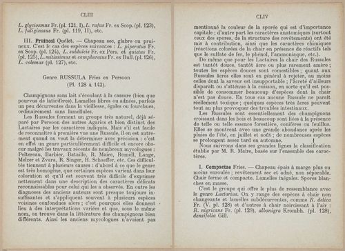 E409 - Les Champignons - i19320-19321