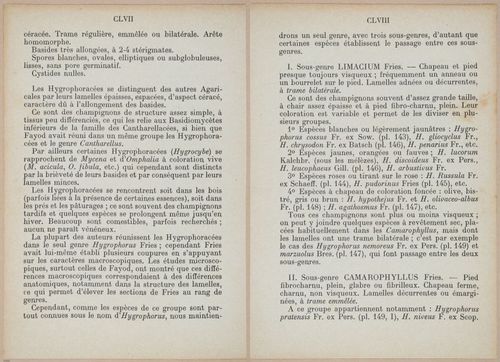 E409 - Les Champignons - i19324-19325