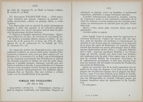 E409 - Les Champignons - i19326-19327