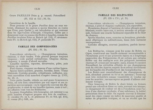 E409 - Les Champignons - i19328-19329