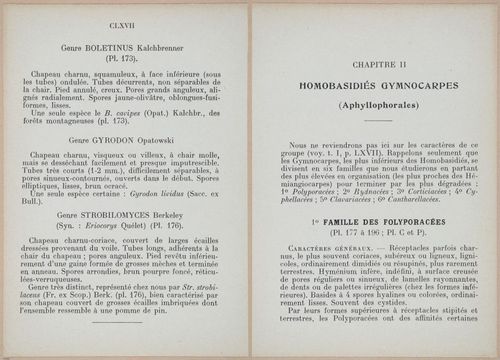 E409 - Les Champignons - i19334-19335