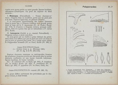 E409 - Les Champignons - i19340-19341