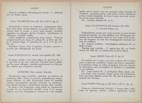 E409 - Les Champignons - i19344-19345
