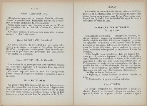 E409 - Les Champignons - i19348-19349