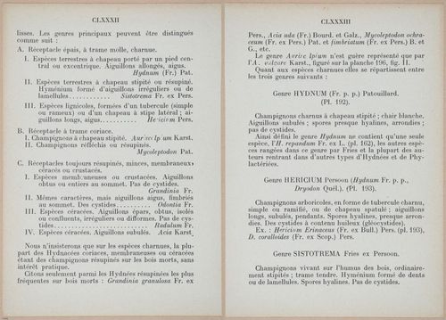 E409 - Les Champignons - i19350-19351