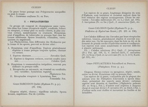 E409 - Les Champignons - i19352-19353