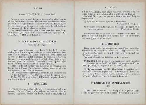 E409 - Les Champignons - i19354-19355