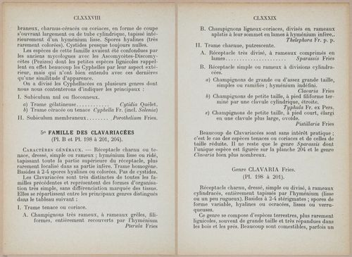 E409 - Les Champignons - i19356-19357