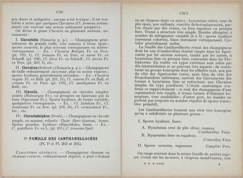 E409 - Les Champignons - i19358-19359