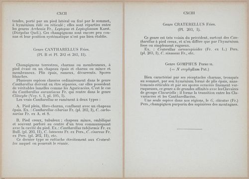 E409 - Les Champignons - i19360-19361