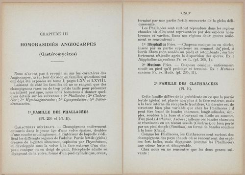 E409 - Les Champignons - i19362-19363