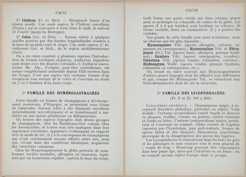 E409 - Les Champignons - i19364-19365