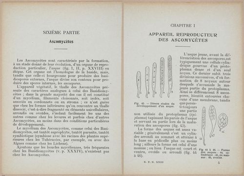 E409 - Les Champignons - i19374-19375