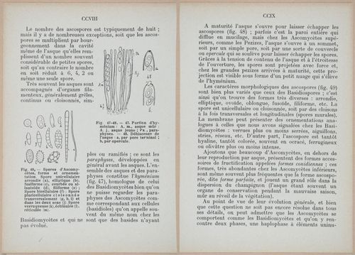 E409 - Les Champignons - i19376-19377