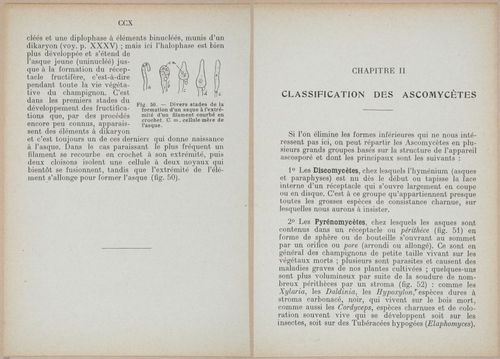 E409 - Les Champignons - i19378-19379