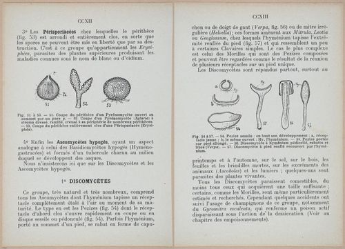 E409 - Les Champignons - i19380-19381