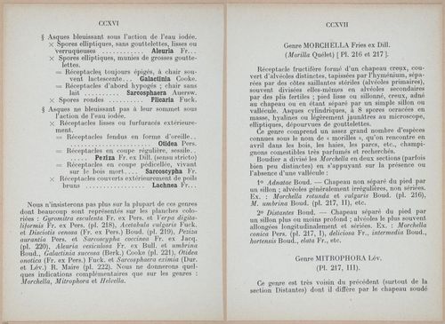 E409 - Les Champignons - i19384-19385