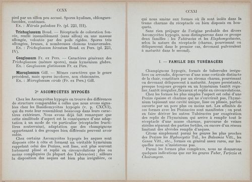 E409 - Les Champignons - i19388-19389