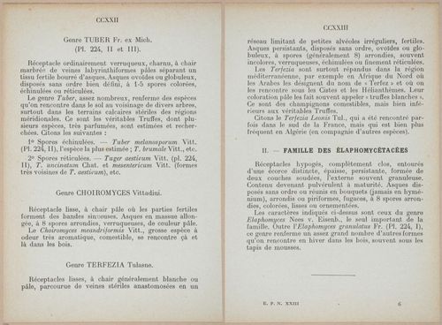 E409 - Les Champignons - i19390-19391