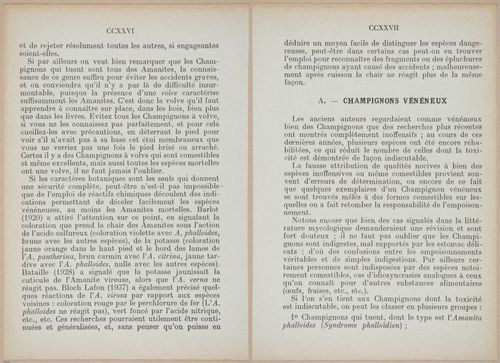 E409 - Les Champignons - i19394-19395