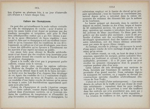 E409 - Les Champignons - i19418-19419