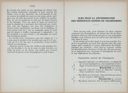 E409 - Les Champignons - i19420-19421