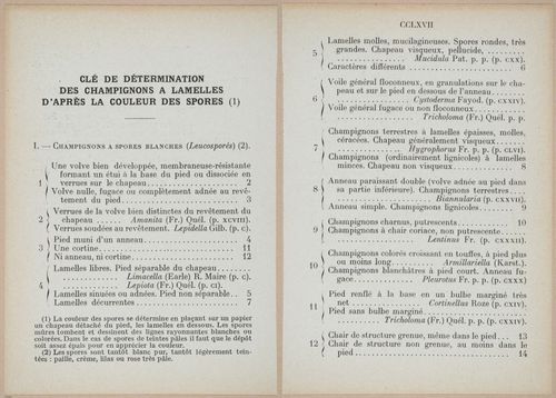E409 - Les Champignons - i19434-19435