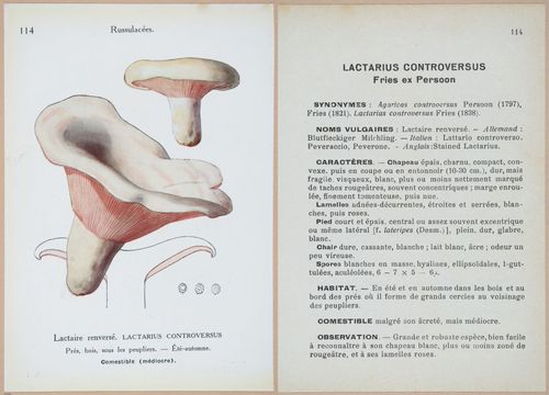 E409 - Les Champignons - i19450-19451