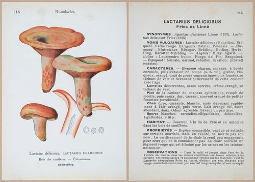 E409 - Les Champignons - i19454-19455