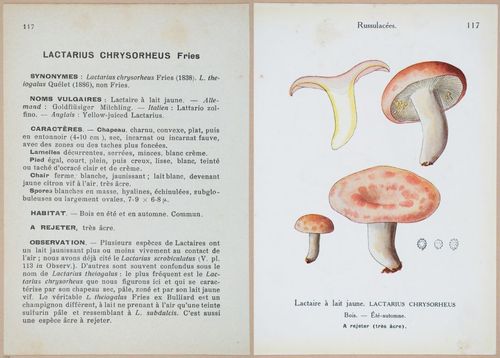 E409 - Les Champignons - i19456-19457