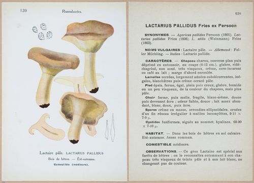 E409 - Les Champignons - i19464-19465
