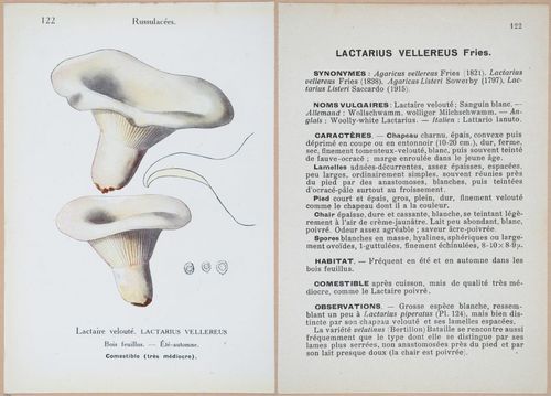 E409 - Les Champignons - i19468-19469