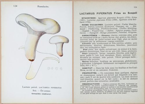 E409 - Les Champignons - i19472-19473