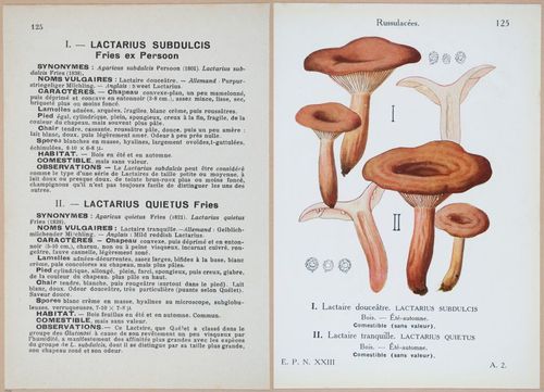 E409 - Les Champignons - i19474-19475